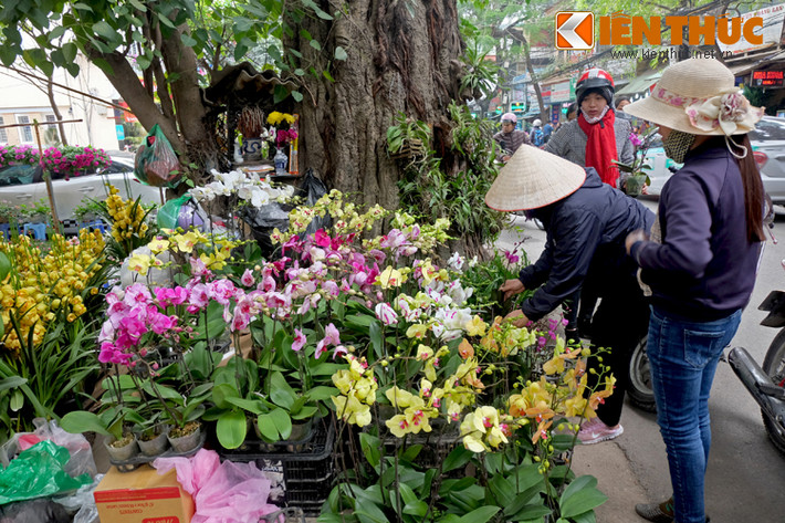 Đối với người Hà Nội, chợ hoa Hoàng Hoa Thám là một điểm đến quen thuộc mỗi khi cần tìm mua những loại hoa, cây cảnh, vật nuôi.