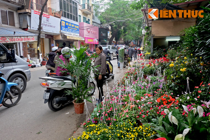 Nhiều người thậm chí dừng lại ngay lòng đường để chọn mua hoa, cây cảnh Tết tại đây khiến cho phố Hoàng Hoa Thám thường xuyên bị ùn tắc.