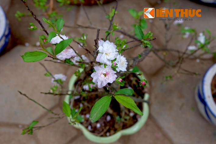 Cây nhất chi mai - một loài hoa được coi trọng vì vẻ ngoài thanh tao, tinh khôi.