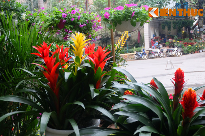 Cây dứa cảnh nến đỏ và dứa cảnh nến vàng với ý nghĩa ý nghĩa mang đến sự may mắn, mang tài lộc cho gia chủ.
