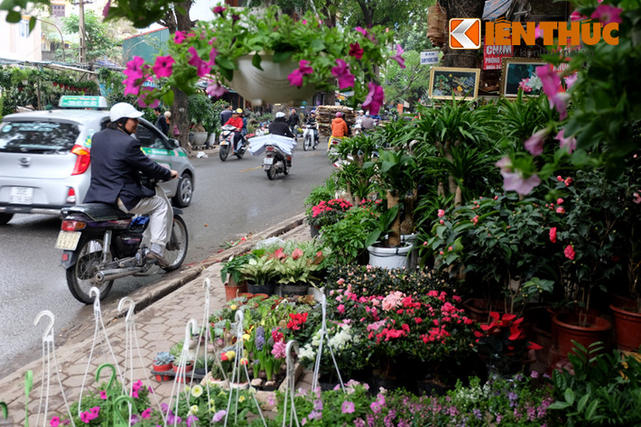 Bất cứ ai đi qua phố Hoàng Hoa Thám cũng đều bị thu hút bởi muôn loại hoa đẹp mắt.