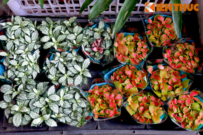 Những chậu cây mini thích hợp làm quà tặng may mắn đầu năm.