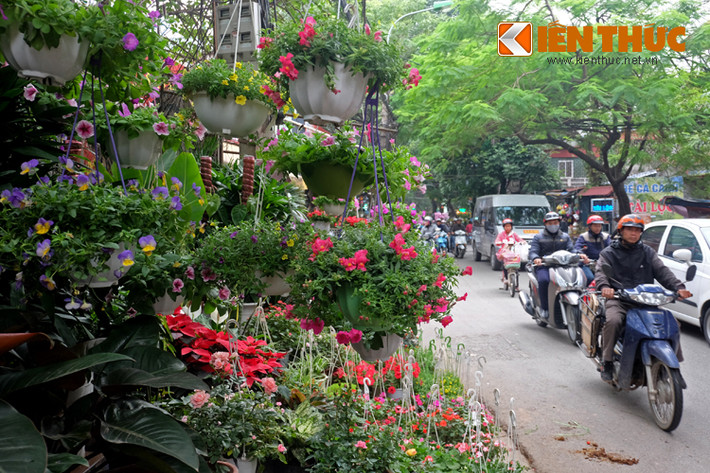 Chợ hoa bắt đầu từ chợ Bưởi, kéo dài gần 2km đến gần ngã ba Văn Cao.