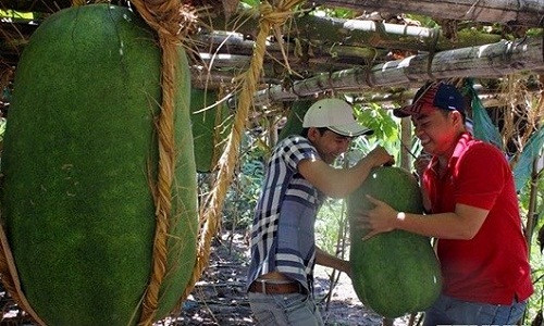 Ở thôn Chánh Trạch, hầu như nhà nào cũng có một giàn bí đao với những trái khổng lồ. Trồng bí đao khổng lồ rất công phu, từ khâu làm đất, bón phân, tưới nước, nhất là làm giàn. Ước tính cả giàn bí nặng từ 4 đến 6 tấn nên cần có một giàn chắc chắn. Làm giàn chủ yếu làm bằng tre, dây rơm cột chặt các trụ để nâng đỡ trái bí. Ảnh: Pháp luật Việt Nam.