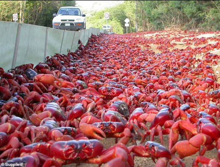 Người dân địa phương và khách du lịch Úc đang vô cùng thích thú chứng kiến hơn 50 triệu con cua “nhuộm đỏ” Đảo Giáng Sinh thực hiện cuộc hành trình từ rừng rậm để trở về quê hương ở bờ biển Vườn quốc gia Tây Úc.