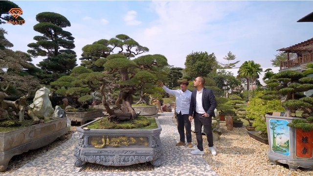Các loại bonsai như phi lao, me, lộc vừng, tùng... đều được chọn lọc kỹ bởi nghệ nhân, mang các thế vô cùng đặc biệt. Ảnh chụp màn hình NhaTo