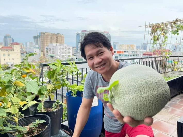 Dưa lưới cũng cho trái to trông ngon mắt. Ảnh: FB Trọng Tấn