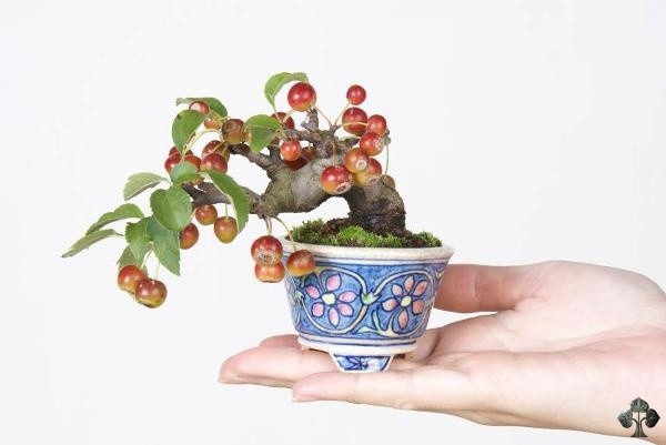 Chậu bonsai táo có kích thước rất nhỏ (gọi là Shohin) nhưng chi chít quả. Ảnh: Katsumi Komiya