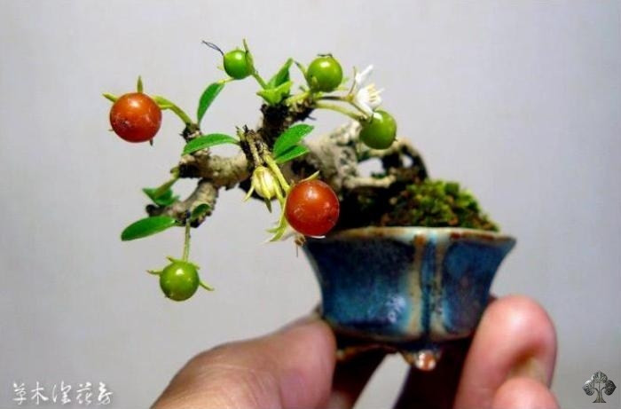 Một tác phẩm bonsai nhỏ xíu của Nhật Bản đang cho rất nhiều quả. Ảnh: Eric Sin