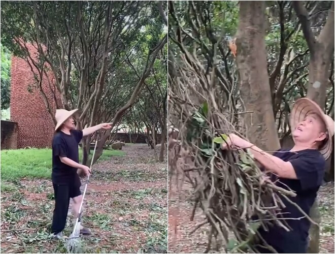 Những cây cổ thụ trong vườn chỉ rụng lá và củi khô. Ảnh chụp màn hình