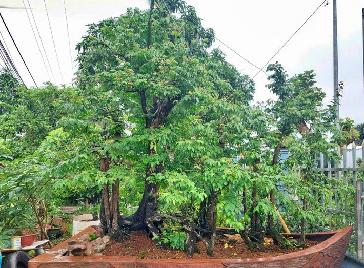 Sau 20 năm tạo tác cây cảnh, đến nay ông Nguyễn Ngọc Nhãn (61 tuổi, thị xã Long Mỹ, Hậu Giang) sở hữu không ít tác phẩm độc đáo. Đáng chú ý nhất là cây khế 19 thân chung một bộ rễ. Ảnh: Vietnamnet