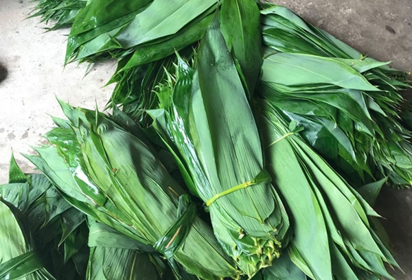 Tại Việt Nam , lá tre rụng đầy đường, thường bị bỏ đi. Nhưng mấy năm gần đây, lá tre bất ngờ trở thành mặt hàng xuất khẩu, mang lại thu nhập đáng kể cho người dân. Ảnh: Vietnamnet
