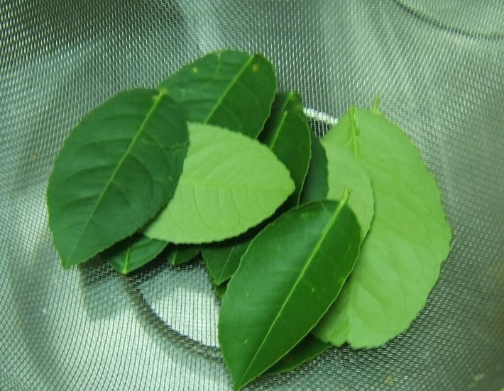 Lá chanh ở nước ta cũng có giá rất rẻ, thậm chí xin được. Tuy nhiên, ở nước ngoài, lá chanh được bán với giá khá cao. Ảnh: Myphamanhdao