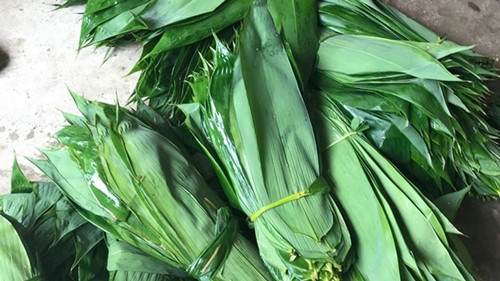 Lá tre bát độ được người dân thu hái, sau đó bán cho các cơ sở thu mua. Giá lá tre tươi xuất khẩu vào khoảng 10.000 đồng/kg, còn lá tre khô có giá 40.000 đồng/kg. Ảnh: Dân Việt