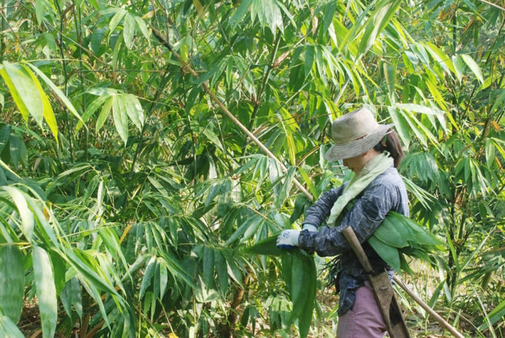 Lá tre được thu mua để xuất khẩu là tre bát độ. Lá tre bát độ có kích cỡ to hơn hẳn lá tre thường. Ảnh: Dân Việt