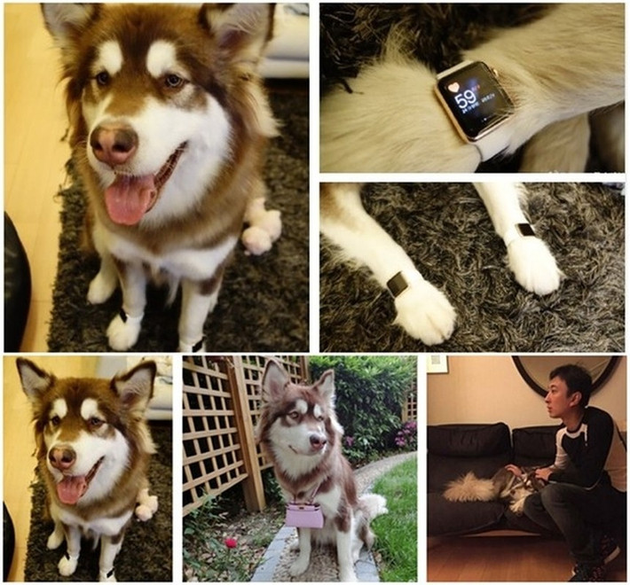 Năm 2015, thiếu gia Vương Tư Thông từng khiến công chúng xôn xao khi bỏ 17 nghìn USD để mua hai chiếc Apple Watch cho... chó cưng của mình. Ảnh: Weibo