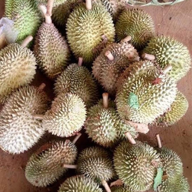Sầu riêng hạt còn được biết đến với nhiều tên gọi khác như sầu riêng hạt hay sầu riêng truyền thống, bắt nguồn từ Indonesia. Ảnh: Hoa Quả DakLak