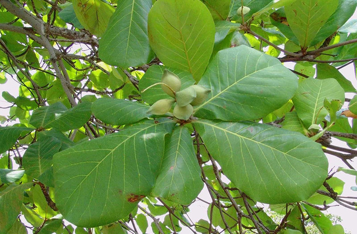 Lá bàng vốn bị coi là rác nhưng nay được bán với giá khá đắt đỏ. Trên các sàn thương mại điện tử, lá bàng tươi được rao bán từ 10.000-40.000 đồng/kg. Ảnh: Medlatec