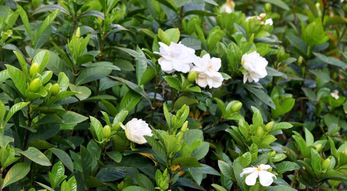 Dành dành vốn là cây dại ở bờ suối, rạch sông, có màu trắng hoặc màu vàng nhạt. Dành dành nở vào mùa xuân và mùa hè, thường từ tháng 3 đến tháng 5. Ảnh: Facebook