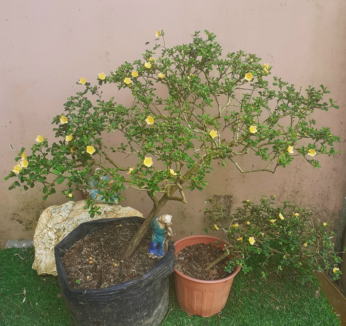 Giá mỗi cây ké bonsai trung bình khoảng 500.000 đồng, những cây to, dáng thế đẹp giá lên tới vài triệu đồng. Ảnh: Facebook