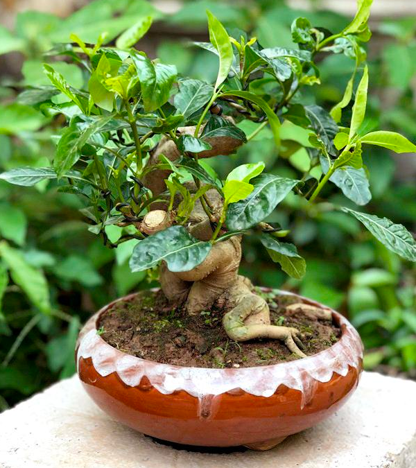 Những năm gần đây, người dân thành phố có xu hướng chơi các loại cây dại hình dáng lạ mắt thay vì cây truyền thống. Một trong số đó là dành dành bonsai. Ảnh: Facebook