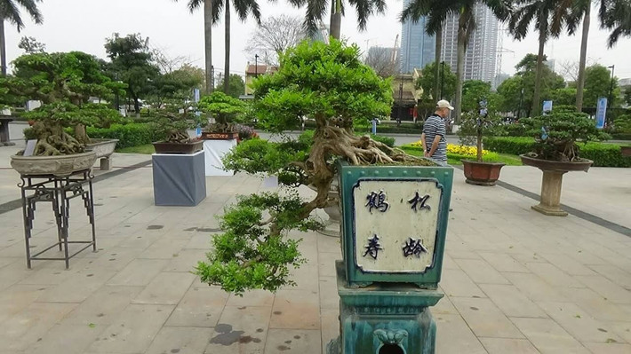 Nguyệt quế dáng huyền đầy sức sống. Ảnh: Yeubonsai