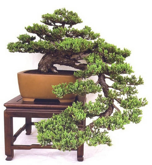 Quá trình tạo một cây dáng huyền phải mất rất nhiều thời gian, từ 5 – 6 năm. Quan trọng nhất là phần gốc của cây phải đủ khỏe để có thể chống đỡ các chi đổ ngoài chậu. Ảnh: Noithatchat