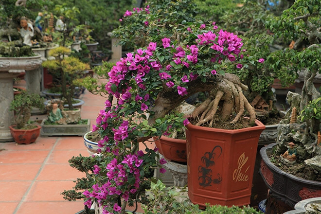 Hoa giấy dáng huyền bung nở rực rỡ. Ảnh: Yeubonsai