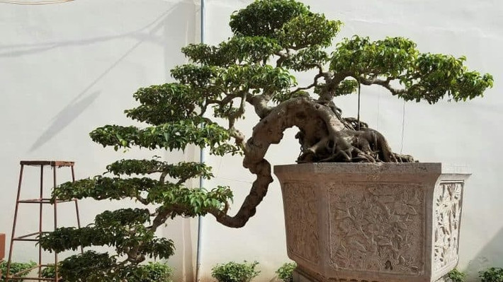 Ngoài thẩm mỹ đẹp, bonsai dáng huyền còn mang ý nghĩa dù sống trong điều kiện khí hậu khắc nghiệt nhưng cây vẫn vươn lên, phát triển mạnh mẽ. Ảnh: Lasc