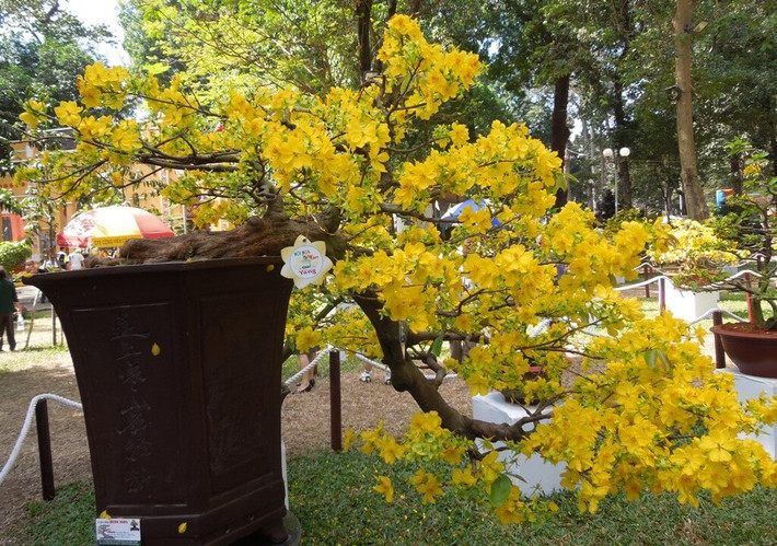 Để tạo được bonsai dáng huyền cần chọn gốc cây cổ thụ, mang giá trị hơn. Ảnh: Yeubonsai