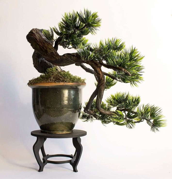 Bonsai dáng huyền là cây có gốc trong chậu nhưng thân trườn qua mép chậu đổ xuống phía dưới như dòng thác đổ. Ảnh: Facebook