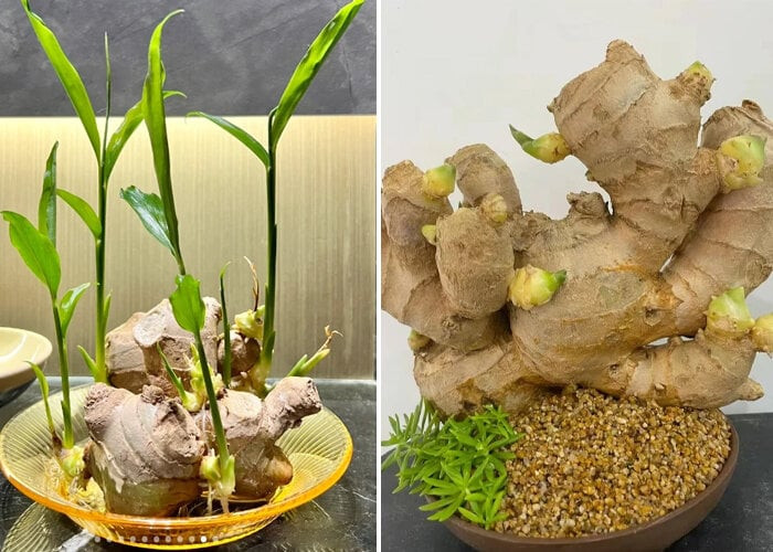 Để cây gừng trông đẹp mắt và cuốn hút hơn, nên chọn chiếc chậu gốm có màu sắc trầm hoặc một lọ thủy tinh miệng rộng để dễ dàng nhìn thấy phần rễ đang phát triển. Ảnh: Facebook