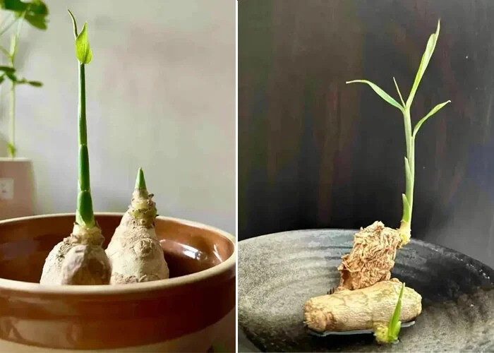 Gừng vốn là loại gia vị được ưa chuộng tại Việt Nam. Để trồng gừng bonsai, cần chuẩn bị một nhánh gừng lớn, có dáng đẹp, tròn trịa, củ chắc khỏe, màu sắc tươi sáng. Ảnh: Facebook