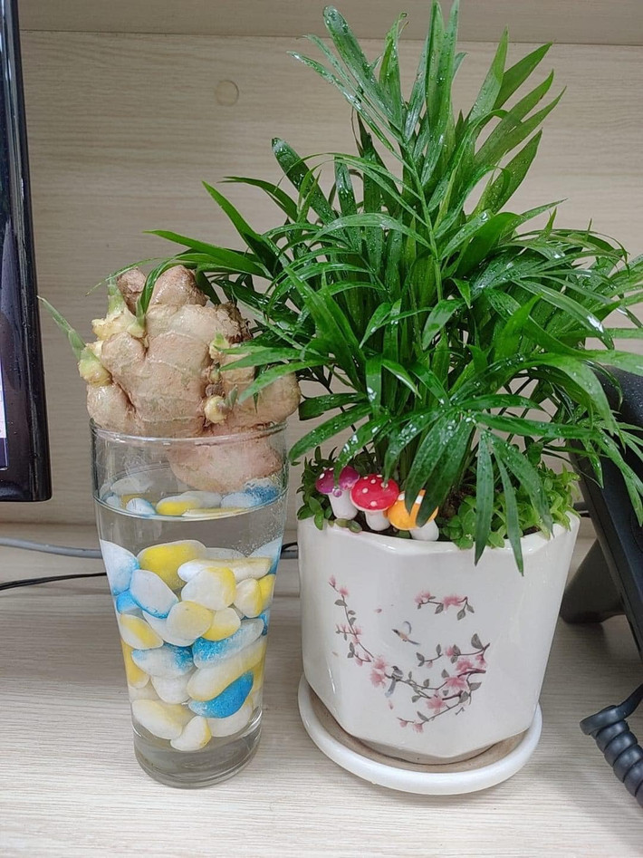 Khoảng ba ngày thay nước trong khay để đảm bảo nước luôn sạch. Ảnh: Facebook