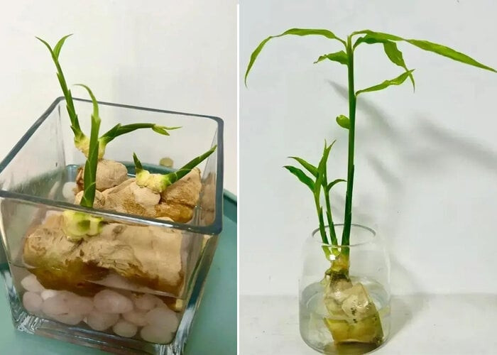 Chú ý, đảm bảo phần rễ ngập trong nước, không để nước ngập quá nhiều để tránh làm hỏng củ. Ảnh: Facebook
