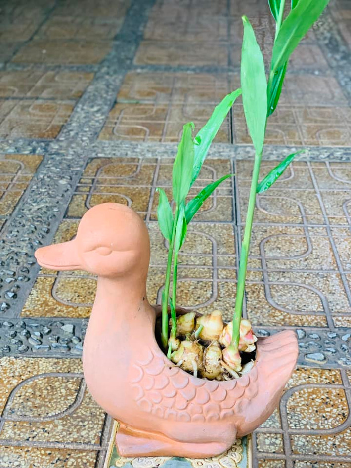Hương thơm gừng nhẹ nhàng từ gừng mang lại cảm giác thư thái. Ảnh: Facebook