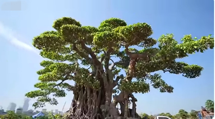 Xuất hiện tại Festival Sinh vật cảnh Hà Nội lần thứ nhất 2024, tác phẩm sanh lá móng “Cửu long tranh châu” có tuổi đời gần 200 năm thu hút sự chú ý của đông đảo khách tham quan. Ảnh chụp màn hình NhaTo