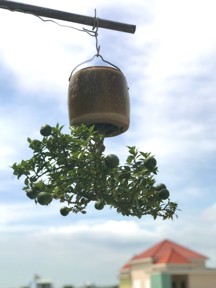 Với ông Lê Thạnh, mỗi chậu bonsai ngược đều có những “mảnh đời” khác nhau. Ảnh: Vietnamnet