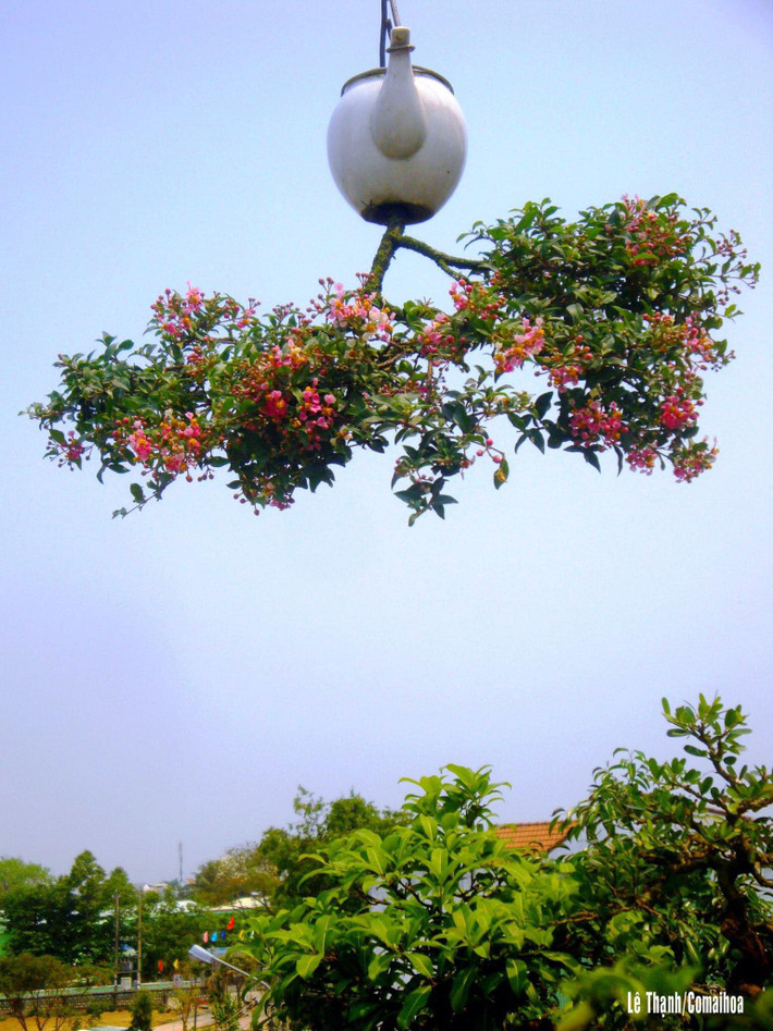 Ông Thạnh cho biết, bonsai ngược cũng có nhiều dáng thế như: trực, siêu, hoành, huyền... Ảnh: FB Lê Thạnh