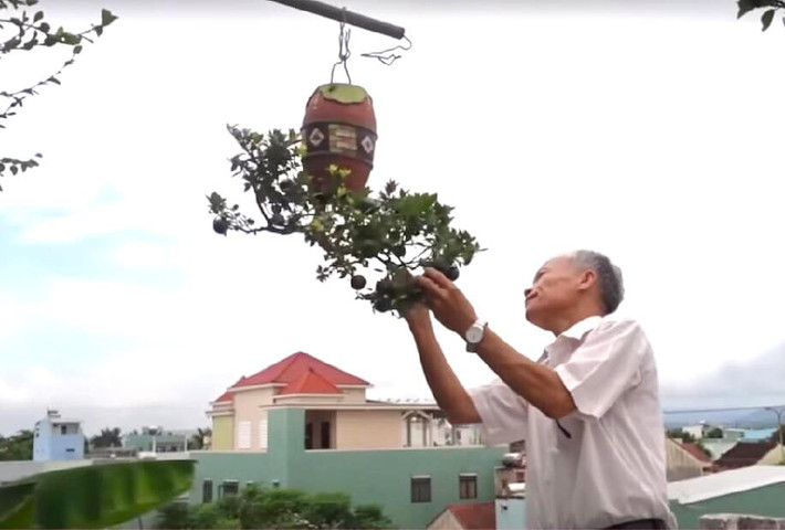 Ý tưởng tạo dáng bonsai ngược của nghệ nhân Lê Thạnh bắt nguồn từ khi phát hiện nhiều cây mọc ngược (gốc ở phía trên, ngọn quay trở xuống) trong các hốc đá. Ảnh: FB Lê Thạnh