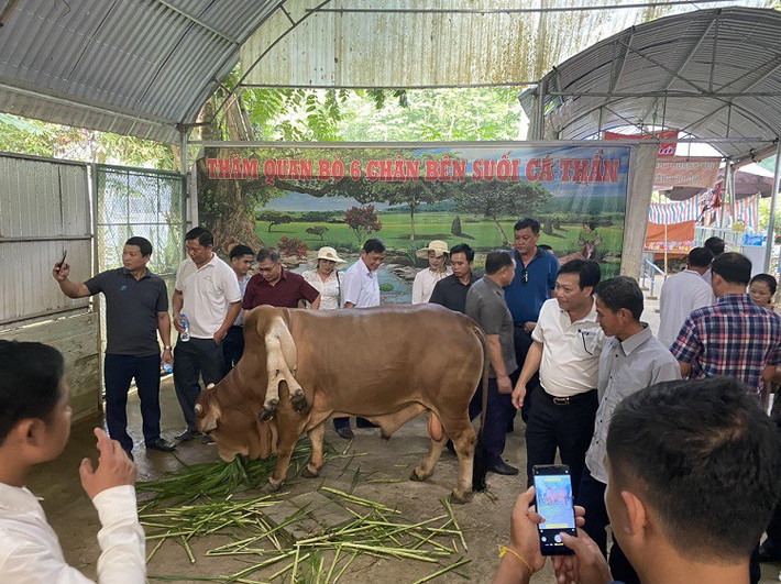 Cũng như những con bò bình thường khác, con bò 6 chân này chủ yếu ăn cỏ và ngô, sắn. Ảnh: Người đưa tin
