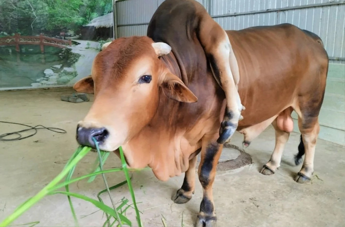 Sau 6 năm nuôi dưỡng, con bò phát triển bình thường, 2 chiếc chân phụ và chiếc đuôi gắn vào khớp cổ cũng lớn dần lên, có thể cử động nhẹ. Ảnh: Saostar
