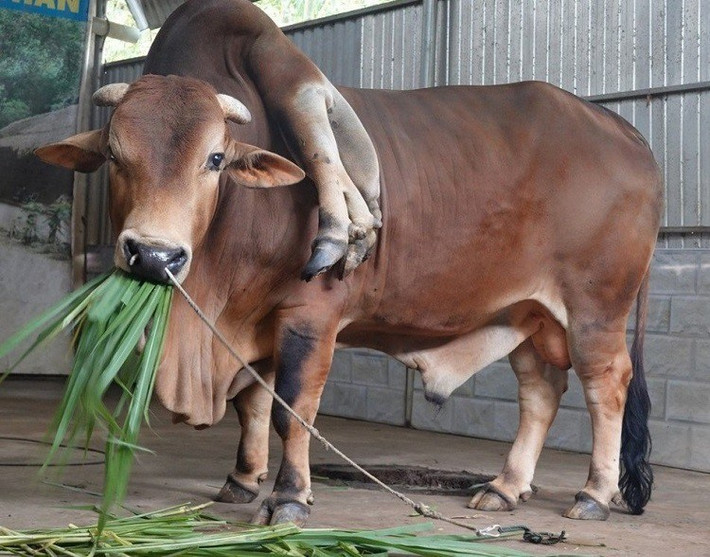 Thời gian gần đây, nhiều du khách từ khắp nơi đổ về suối cá thần ở huyện Cẩm Thủy (Thanh Hóa) để được tận mắt chứng kiến con bò kỳ lạ có đến 6 cái chân và 2 cái đuôi. Ảnh: Baovanhoa