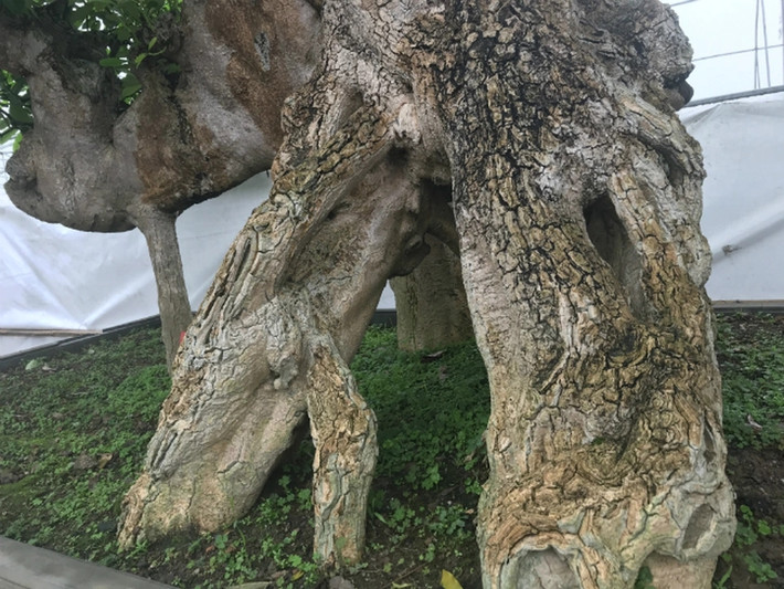 Cây hoa sữa cao hơn 3 mét, đường kính thân gần 1 mét. Ảnh: Dân Việt