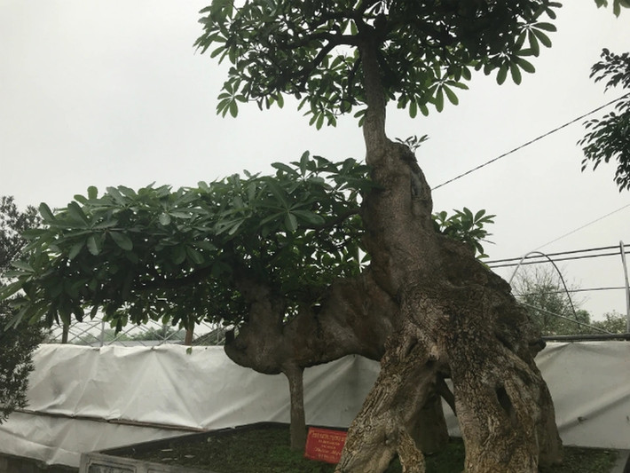 Ngay khi nhìn thấy, ông Hòa đã mê và muốn sở hữu cây hoa sữa này. Tuy nhiên, vận chuyển cây về vườn là công đoạn rất khó khăn. Ảnh chụp màn hình
