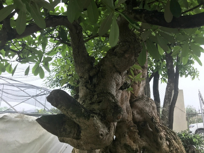 Ông Hòa coi cây hoa sữa như báu vật nên không muốn bán cho bất kỳ ai. Ảnh: Dân Việt