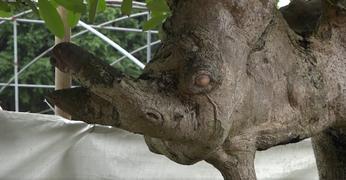 Trên thân cây có mắt, tai, và vòi, đều do thiên nhiên ban tặng. Ảnh chụp màn hình