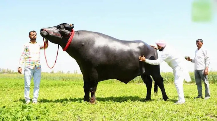 Đáng chú ý, chủ nhân của con trâu này phải chi tới 70 USD cho các chi phí nuôi trâu một ngày. Ảnh: India