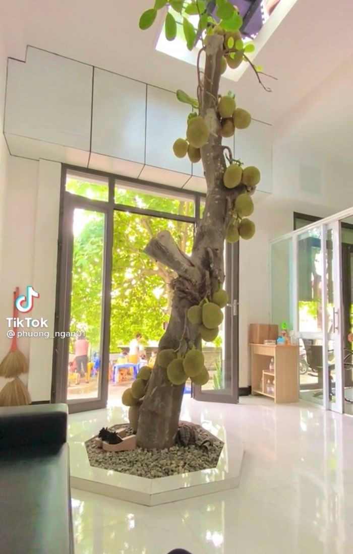 Mới đây, cộng đồng mạng vô cùng thích thú trước hình ảnh cây mít cao to, mọc thẳng đứng giữa khu vực phòng khách của một ngôi nhà. Ảnh: Chụp màn hình TikTok @phuong_ngan01
