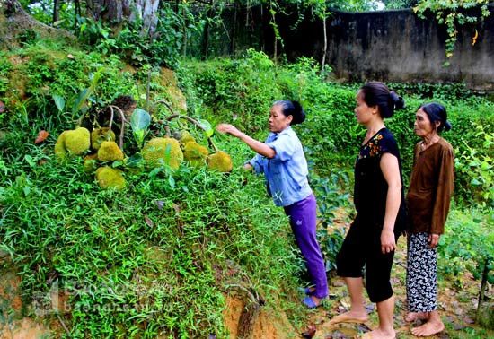 Đặc biệt, những quả mít chín, hái ăn, múi vẫn to, ngọt như các quả mít khi chưa chặt cây. Ảnh: Báo Nghệ An